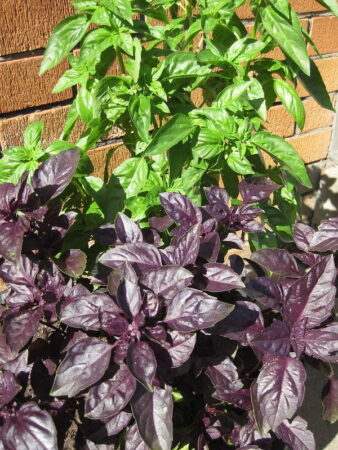 How to Make Basil Pesto Sauce at Home