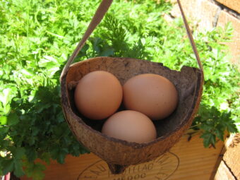 Simple Ideas for Reusing Coconut Shell