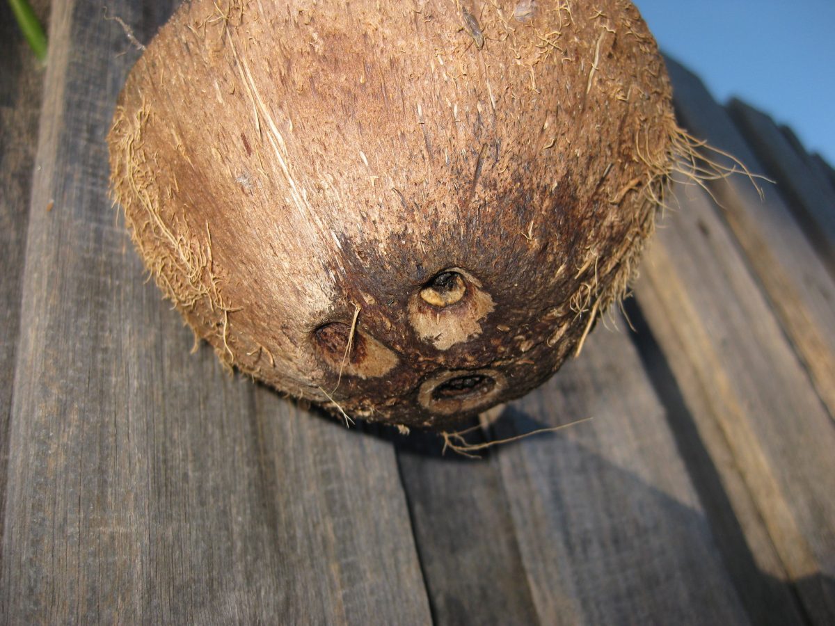 Simple Ideas for Reusing Coconut Shell SUSTAINABLEECHO