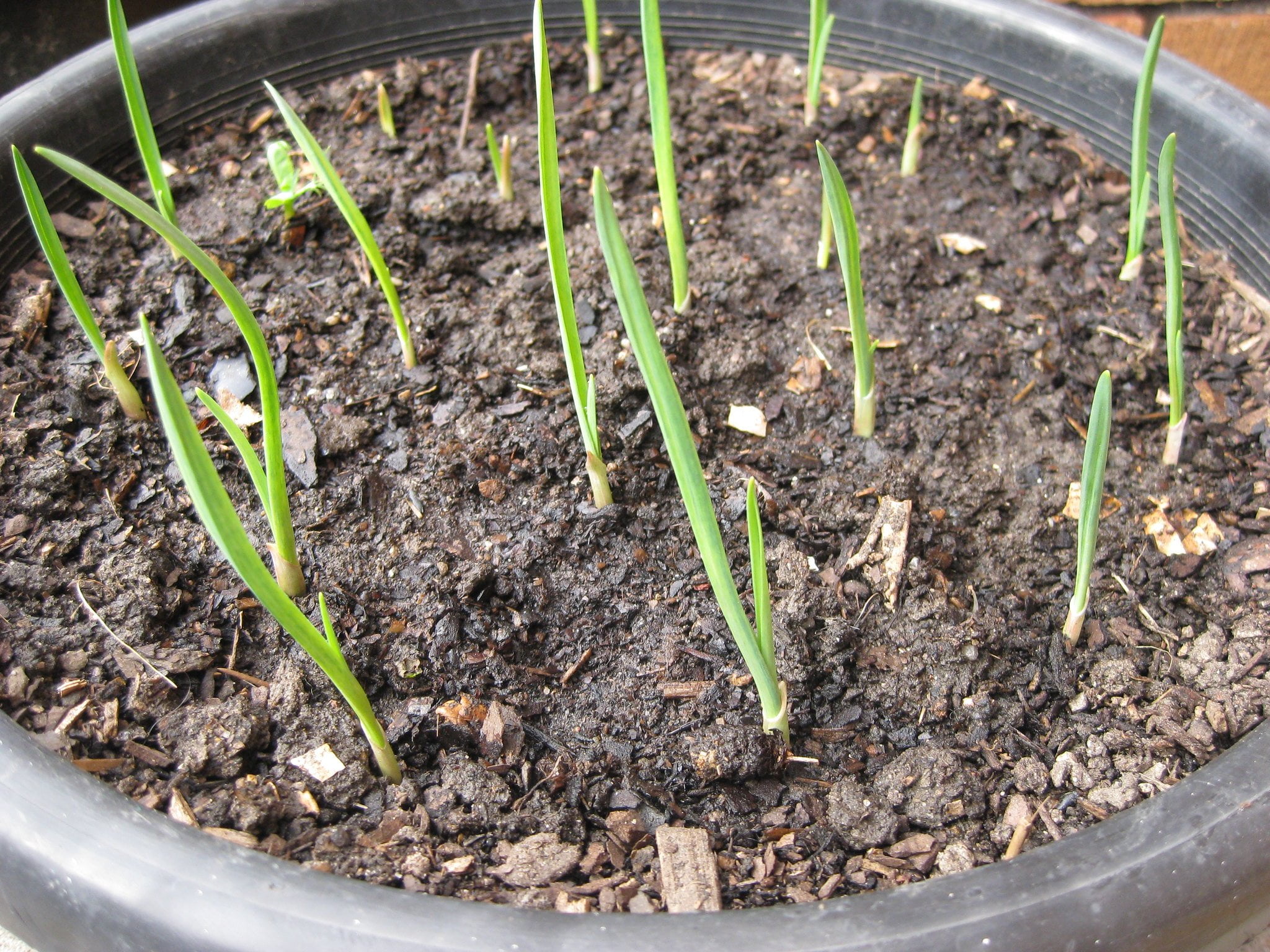 How To Grow Garlic In The City SUSTAINABLEECHO
