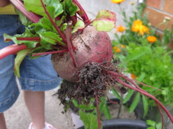 Sustainability Examples in Everyday Life