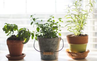 Apartment Gardening: How to Grow Herbs and Vegetables in a Small Space