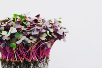 How to Grow Microgreens at Home