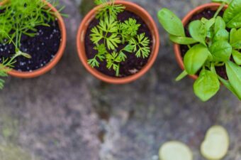 Herb Gardening for Beginners