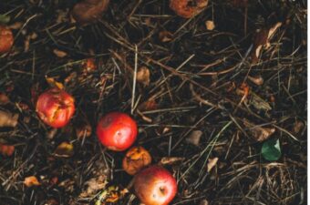 Using Green Materials for Successful Composting