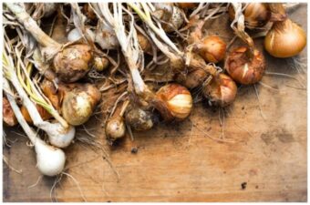 Can You Compost Onions? Tips and Tricks for Successful Composting
