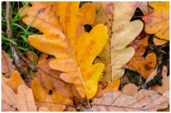 Simplify Composting Oak Leaves